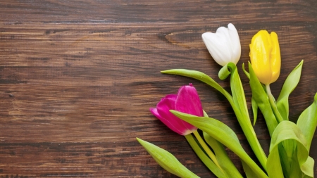 Tulips - flowers, tulips, petals, wood