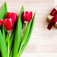 Red tulips