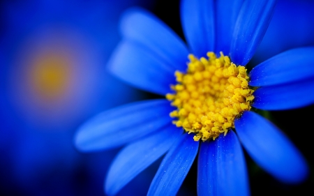 Blue daisy - skin, close-up, yellow, blue, macro, daisy