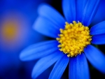 Blue daisy