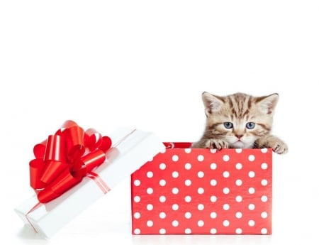 A little gift - sweet, cat, christmas, pisica, white, animal, craciun, kitten, red, valentine, cute, box, gift, bow, dot