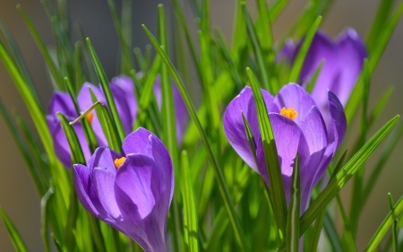 Crocuses - crocuses, purple, pink, green, spring, flower