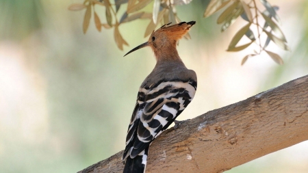 Hoopoe on the Branch - hoopoe, animal, trees, branch, birds