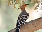 Hoopoe on the Branch