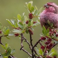 Red Bird on the Branch