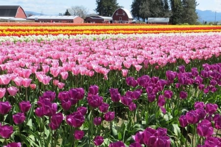 Colorful Tulips - stems, flowers, colors, leaves