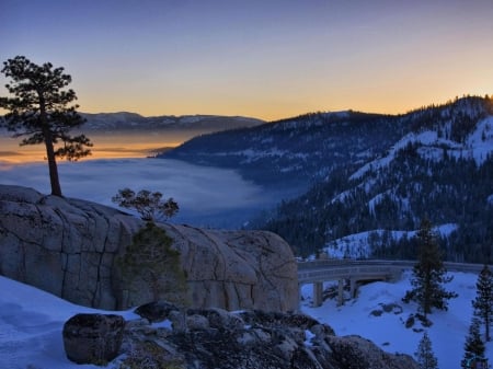 Pine Tree on a Cliff - nature, snow, pine, fog, mountains, usa, cliffs