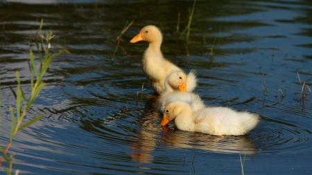 ducks - fun, ducks, cool, animals