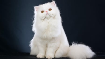 White Kitten - white, animal, kitten, cat, fluffy