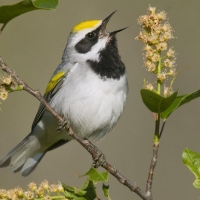 Yellow Topped Bird