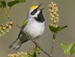 Yellow Topped Bird