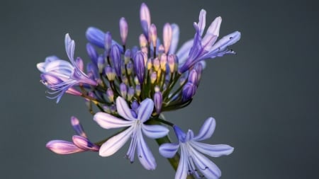 Purple Beauty - purple, petals, flowers, buds, macro, nature