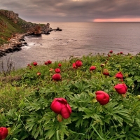 Coastal Flowers