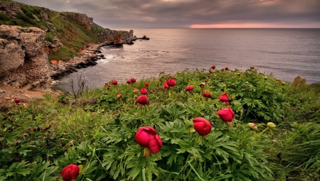 Coastal Flowers