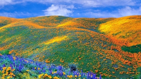 Mountain Meadow - flowers, nature, yellow, green, meadow, mountain, sky