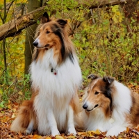 Collies in the countryside