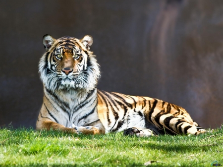 Resting Tiger - grass, animal, resting, tiger