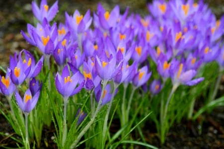 Purple Crocus - blossoms, petas, garden, plants, spring