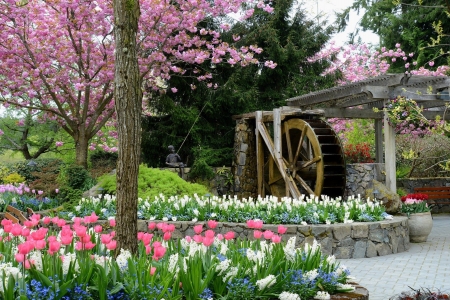 Butchart Gardens, Canada - mill wheel, blooming, blossoms, tulips, park, tree, spring