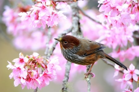 Bird - branch, spring, pasare, bird, brown, pink, blossom, cute, flower