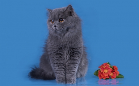 Cat - grey, cat, red, blue, animal, pisica, flower