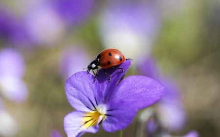 Ladybug on a pansy - ladybug, pansy, purple, viola tricolor, red, insect, cute, spring