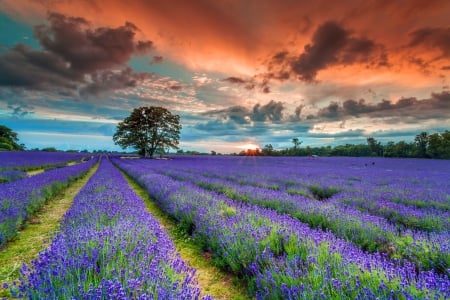 Sunset field - flowers, colorful, sunset, beautiful, field, sky