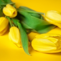 Yellow Tulips