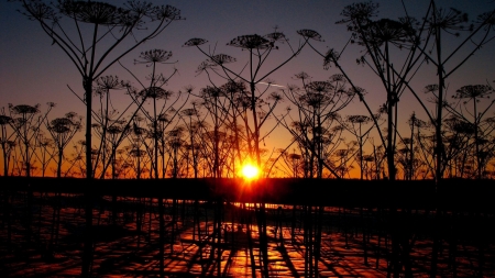 Sunset at Forest Plant