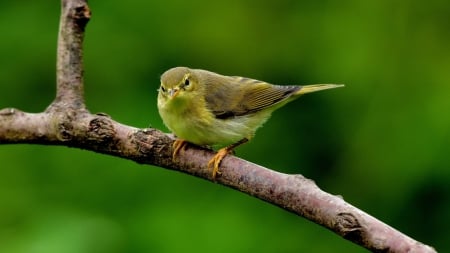 Cute Songbird on the Branch - bird, songbird, branch, animal