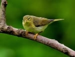 Cute Songbird on the Branch