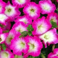 Pink Petunias