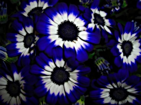 Blue Daisies - petals, flowers, daisies, nature, blue