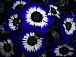 Blue Daisies