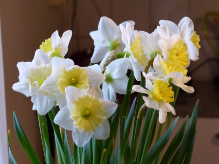 Spring - white, yellow, colors, flowers, spring