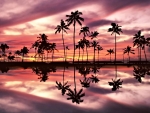 Tropical Sunset