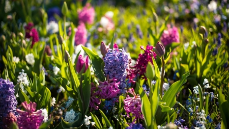 Spring Flowers - nature, pretty, flower, spring