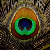 Peacock feather