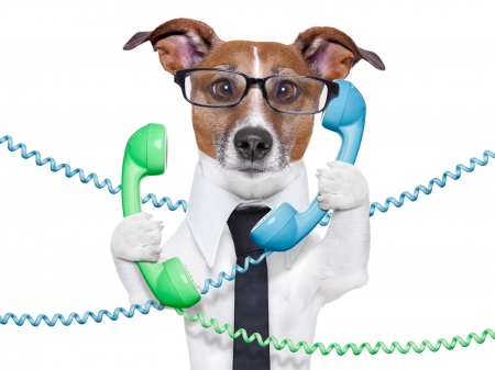 Hallo! Hallo? - jack russell terrier, glasses, funny, white, caine, phone, dog, blue, green, animal