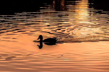 Duck on the lake - duck, silhouette, lake, animals, colorful, sunset, nature, blavk, orange