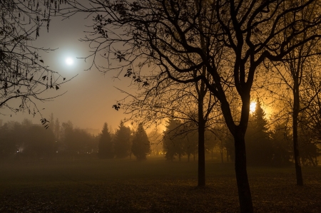 Early Morning in Autumn - Trees, Autumn, Yellow, Silhouette, Nature, Black, Fog, Morning