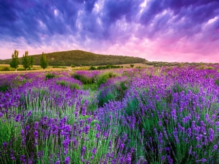 Lavender Field at Sunset - clouds, sunset, nature, lavender, field