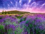 Lavender Field at Sunset