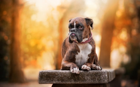 Funny Face - cute, dogs, boxers, animals