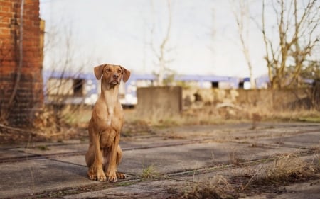 Waiting - dogs, retriever, cute, animals