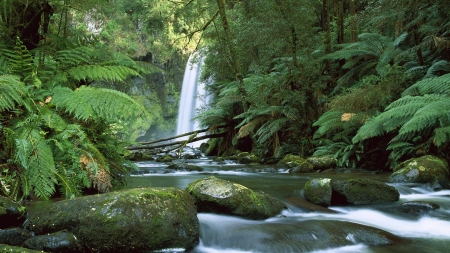 Australia10 - forest, cool, river, waterfall, fun, nature