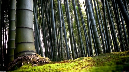 bamboo forest - nature, fun, forest, cool, bamboo