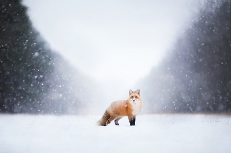 Fox - snow, winter, animals, fox