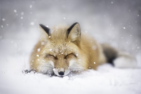 Fox - snow, winter, animals, fox