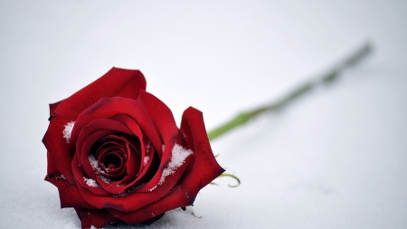 Beautiful Rose - snow, rose, flower, nature